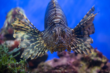 Lionfish (dendrochirus zebra), fish in an aquarium