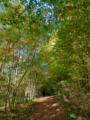 Chemin forestier dans le bois de La Rousse à Simandre-sur-Suran, France