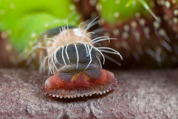 Close up of a green caterpillar.