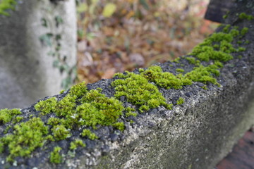 Moos auf einer alten Bank aus Stein