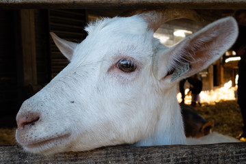 Goat greatest goat of all time