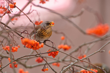 Turdus pilaris - Fieldfare picking and eating rowanberry in winter, member of the thrush family Turdidae. It breeds in woodland and scrub in northern Europe and Asia