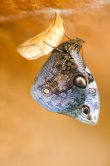 A butterfly after metamorfose.