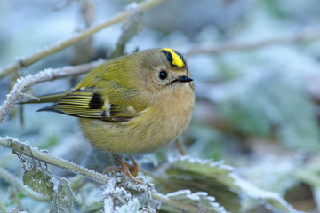 Goldcrest - Regulus regulus sitting on the branch in cold winter snowy time. very small passerine...