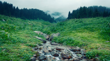 a small stream flows from the mountains with a foggy spruce forest on an early summer morning