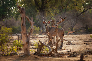 Greater Kudu - Tragelaphus strepsiceros woodland antelope found throughout eastern and southern Africa - obrazy, fototapety, plakaty