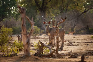 Foto op Aluminium Greater Kudu - Tragelaphus strepsiceros woodland antelope found throughout eastern and southern Africa © phototrip.cz