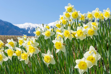 駒ヶ岳とスイセンの花