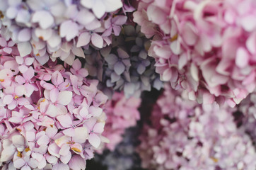 pink flowers background