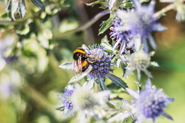 On a blurred background of green bumblebee on a purple flower