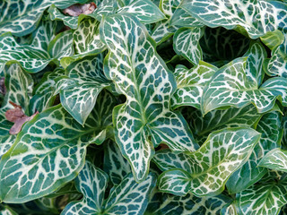 (Arum italicum) Feuilles veinées de blanc jaunâtre d'Arum ou gouet d'Italie