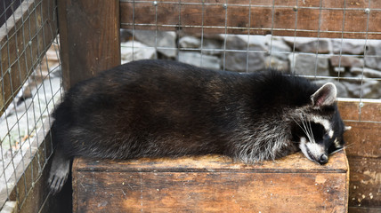 Sleeping raccoon close-up on a wooden platform