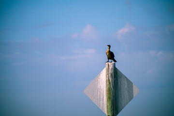 A bird sitting alone on a sign post on a sunny day.