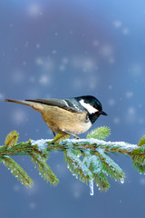 Winter and birds. Blue nature background.