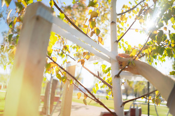 young tree sapling propped and supported by the wooden slats and tied by tape stringon