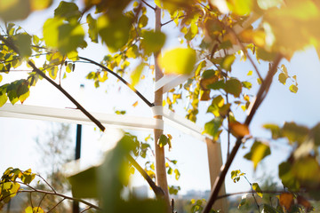 young tree sapling propped and supported by the wooden slats and tied by tape stringon