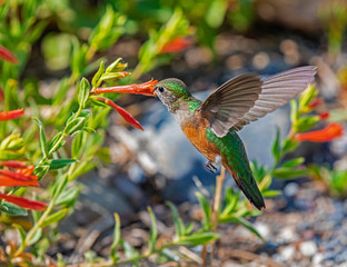 broad-tailed hummingbird feeding at a flower © Lowell