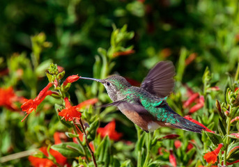 broad-tailed hummingbird feeding at a flower