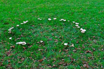 The fairy ring mushrooms (Chlorophyllum molybdites, Garden Fungi) backyard mushroom growing on grass.