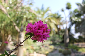 Catawba Rhododendron (Rhododendron catawbiense) in botanic garden at Israel. Kalanchoe flower with green leafs Red cockscomb flower,Chinese Wool flower, with green leaves.