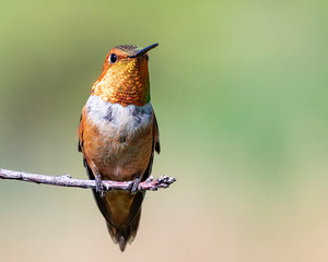 Rufous hummingbird perched on a branch