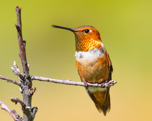 Rufous hummingbird perched on a branch © Lowell