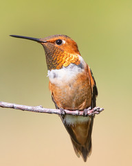 Rufous hummingbird perched on a branch