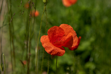 Red flower poppy in field