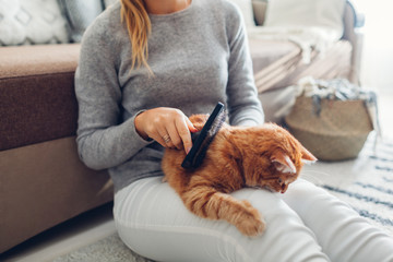 Combing ginger cat with comb brush at home. Woman owner taking care of pet to remove hair.