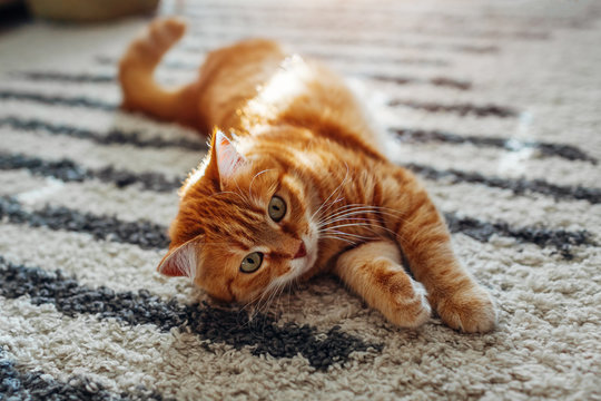 Ginger cat lying on floor carpet at home. Pet playing with rug