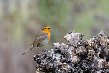 Pettirosso