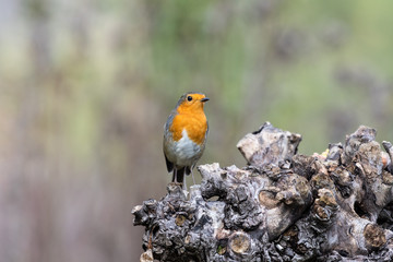 Pettirosso