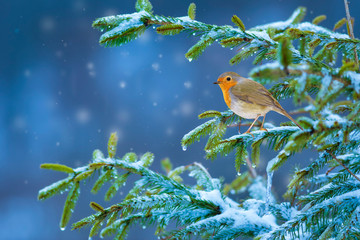 Winter and nature. Cute little bird. Blue nature background.
