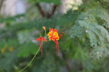 Poinciana flowers with green leaf. Caesalpinia Pulcherrima flowers. A tropical plant with green leaf.