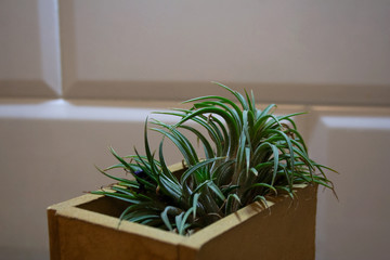 Tillandsia, also known as air plant, in beige wooden box in front of tiled wall