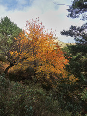 Autumn in the valley of La Barranca in the Sierra de Guadarrama National Park. Madrid's community. Spain