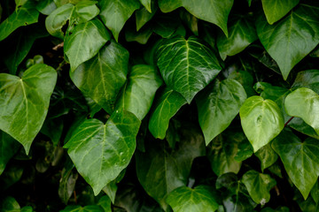 Wall of Ivy Close Up