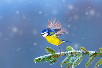 Winter and nature. Blue nature background.