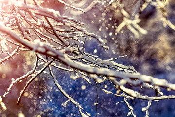 Winter background, shallow depth of field: snow on tree branches, sun rays, snow bokeh.