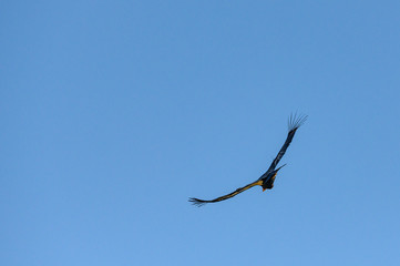 Wings Wide Open on Blue Sky