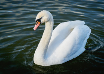 A white swan swimming in a loch