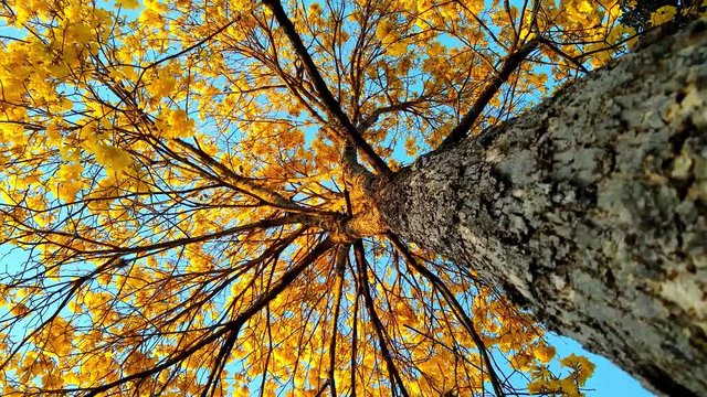 Handroanthus chrysotrichus, synonym Tabebuia chrysotricha, commonly known as the golden trumpet tree, is a tree from Brazil.