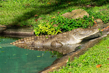 Crocodile resting in shallow water at dusk