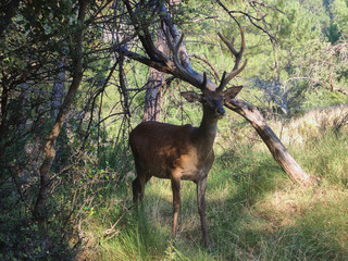 A deer in the Natural Park of the Sierra de Cazorla, Segura and Las Villas. In Jaén, Andalusia. Spain