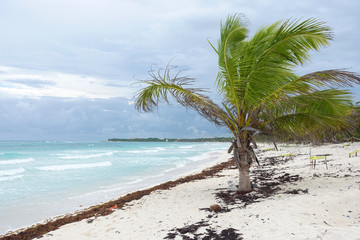 palm tree on the beach