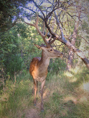 A deer in the Natural Park of the Sierra de Cazorla, Segura and Las Villas. In Jaén, Andalusia. Spain