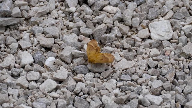 Brown butterfly sits on coarse gravel in the wind