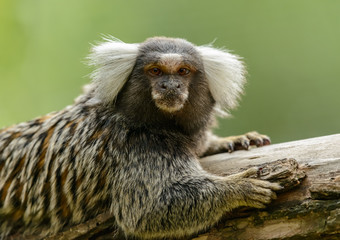 common marmoset monkey portrait on a stem looking grumpy