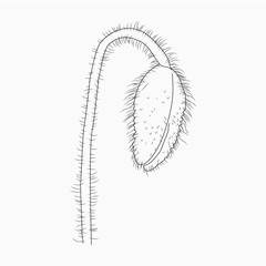 California poppy flowers drawn and sketch with line-art on white backgrounds.