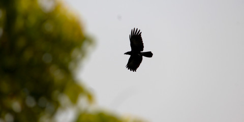 A bird on the blue sky